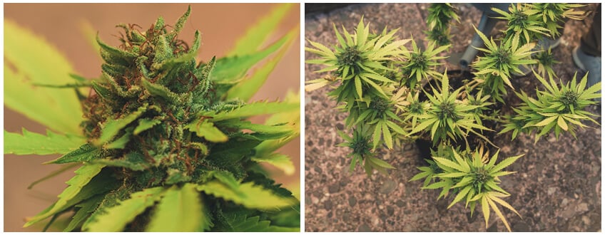 Plantas de Cannabis Listas para la Cosecha y el Lavado de Raíces