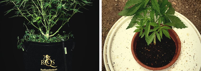Las raíces de las plantas de marihuana prefieren una temperatura de alrededor de 24°C