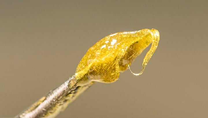 Cannabis rosin oil