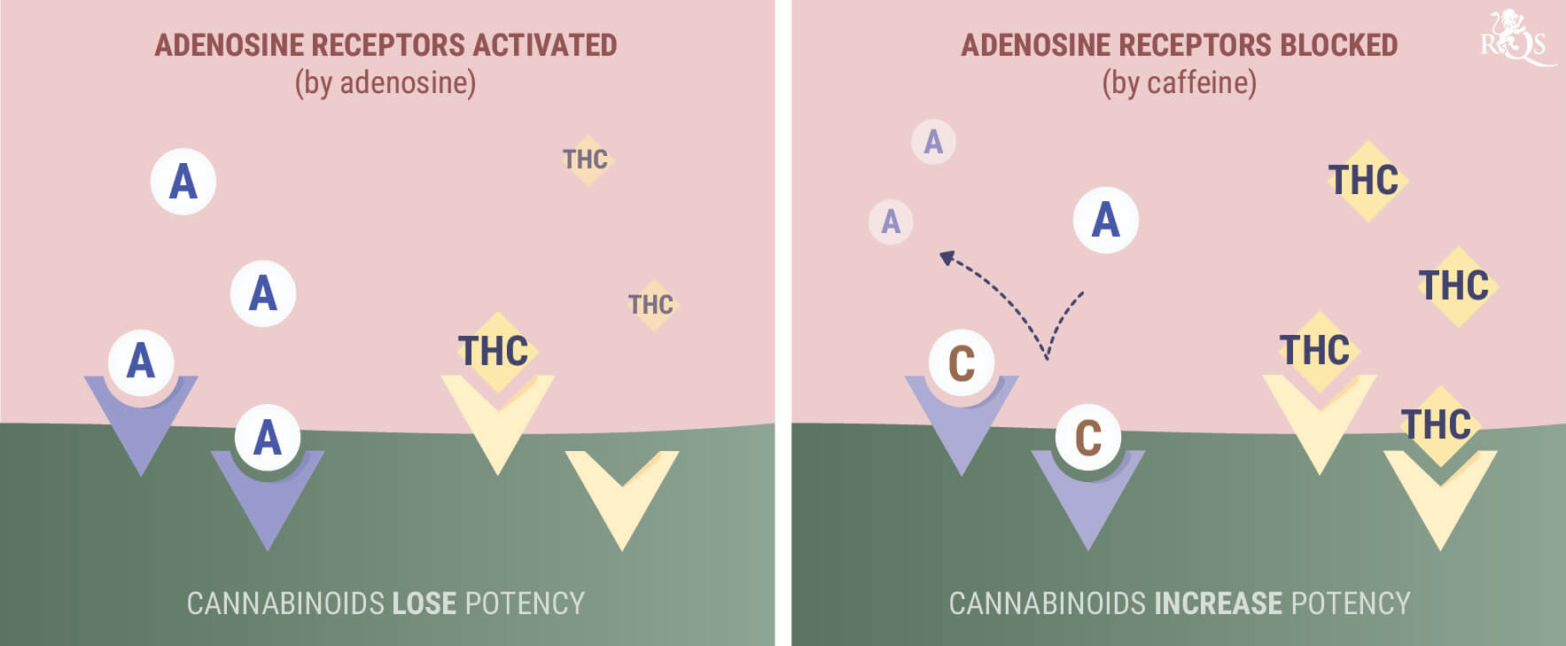 ¿Qué sucede cuando mezclas cafeína con marihuana o con CBD?