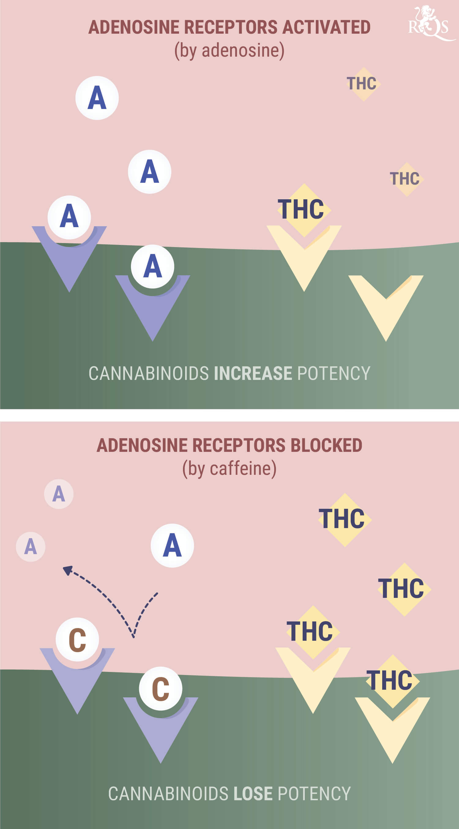 ¿Qué sucede cuando mezclas cafeína con marihuana o con CBD?