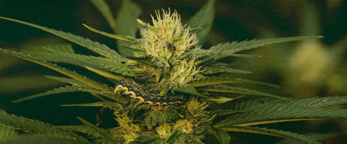 Domina la Eliminación de Orugas en Plantas de Cannabis con este Primer Plano de Hoja Detallado Primer plano de una planta de cannabis con hojas verdes que muestran daños por orugas sobre un fondo verde oscuro, útil para guías sobre la eliminación de plagas en plantas de cannabis.