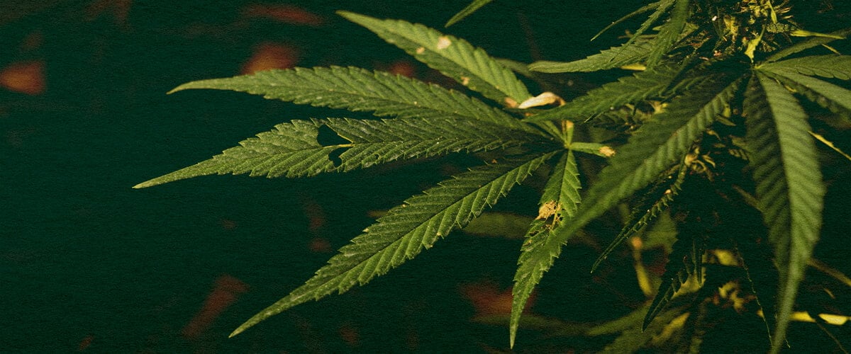 Aprende si las Orugas Pueden Matar Tus Plantas de Cannabis con este Primer Plano Detallado Primer plano de una planta de cannabis con hojas verdes y daños visibles por orugas sobre un fondo verde oscuro, resaltando las amenazas potenciales de plagas para el crecimiento del cannabis.