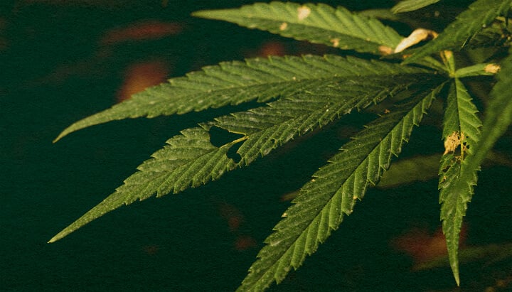 Aprende si las Orugas Pueden Matar Tus Plantas de Cannabis con este Primer Plano Detallado Primer plano de una planta de cannabis con hojas verdes y daños visibles por orugas sobre un fondo verde oscuro, resaltando las amenazas potenciales de plagas para el crecimiento del cannabis.