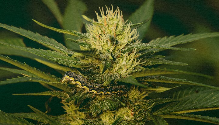 Domina la Eliminación de Orugas en Plantas de Cannabis con este Primer Plano de Hoja Detallado Primer plano de una planta de cannabis con hojas verdes que muestran daños por orugas sobre un fondo verde oscuro, útil para guías sobre la eliminación de plagas en plantas de cannabis.