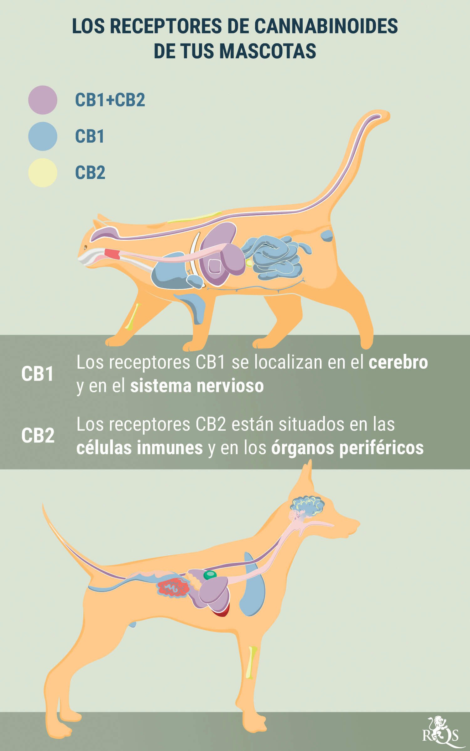 Receptors on your Pets