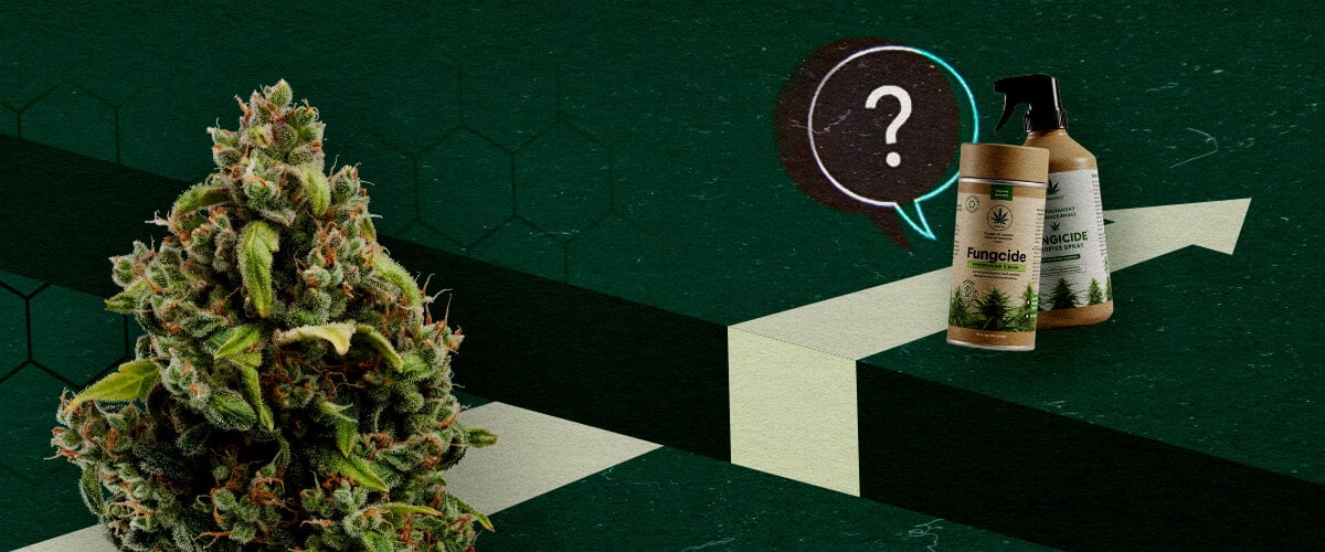 Desafíos por Delante: Limitaciones de los Fungicidas a Base de Cannabis Un cogollo de cannabis y productos fungicidas orgánicos junto a un signo de interrogación y una flecha ascendente, representando el potencial y los desafíos de los fungicidas a base de cannabis.