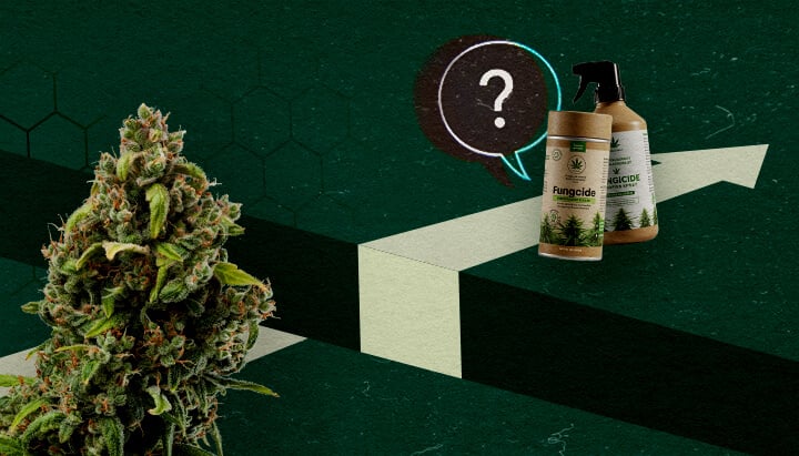 Desafíos por Delante: Limitaciones de los Fungicidas a Base de Cannabis Un cogollo de cannabis y productos fungicidas orgánicos junto a un signo de interrogación y una flecha ascendente, representando el potencial y los desafíos de los fungicidas a base de cannabis.