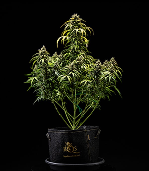 Informe de cultivo de Cherry Pie Automatic: Cosecha Informe de cultivo de Cherry Pie Automatic: Cosecha