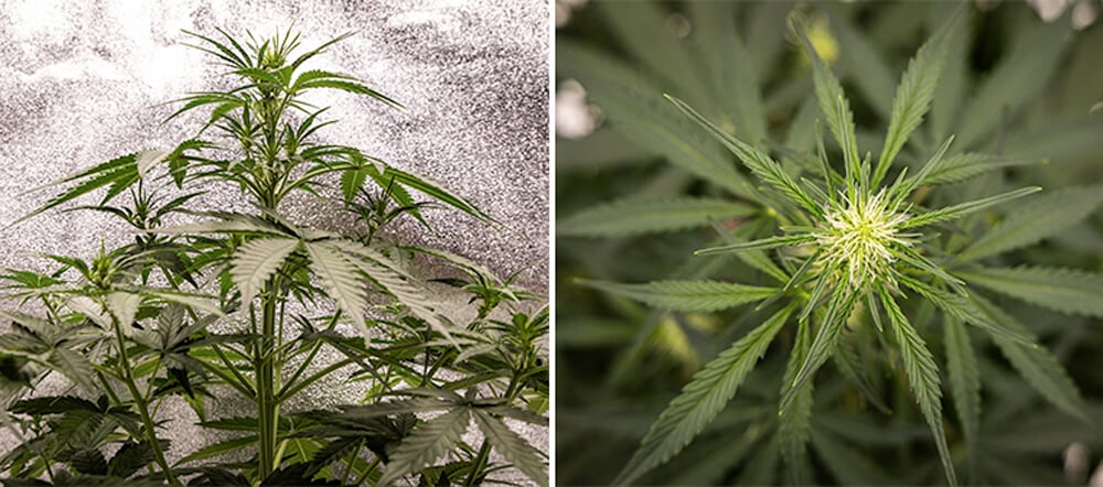 Guía de cultivo de Cherry Pie Automatic Guía de cultivo semana a semana de Cherry Pie Automatic: Fase vegetativa (Semanas 2–4)