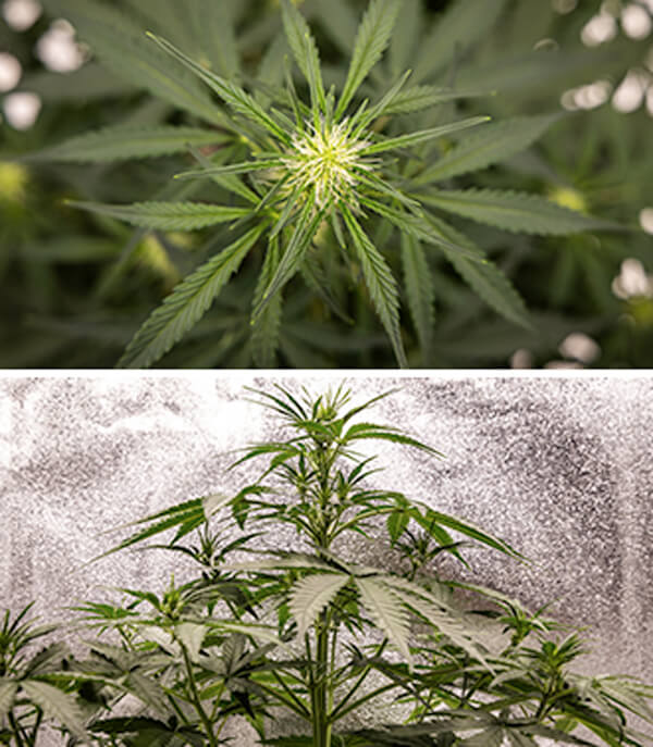 Guía de cultivo de Cherry Pie Automatic Guía de cultivo semana a semana de Cherry Pie Automatic: Fase vegetativa (Semanas 2–4)
