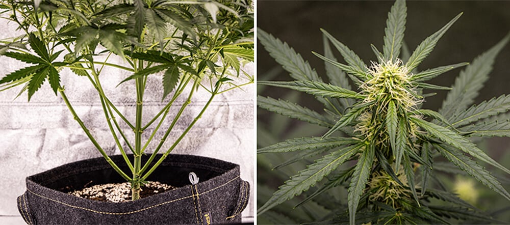 Guía de cultivo de Cherry Pie Automatic: Fase de floración Guía de cultivo de Cherry Pie Automatic: Fase de floración (Semanas 5–10)