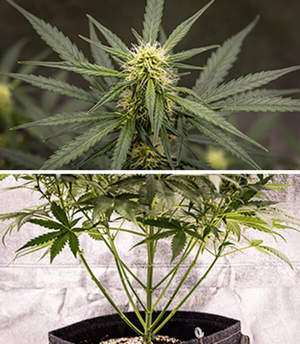 Guía de cultivo de Cherry Pie Automatic: Fase de floración Guía de cultivo de Cherry Pie Automatic: Fase de floración