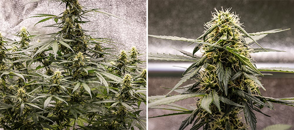 Guía de cultivo de Cherry Pie Automatic: Fase de floración Guía de cultivo de Cherry Pie Automatic: Fase de floración (semana 6)
