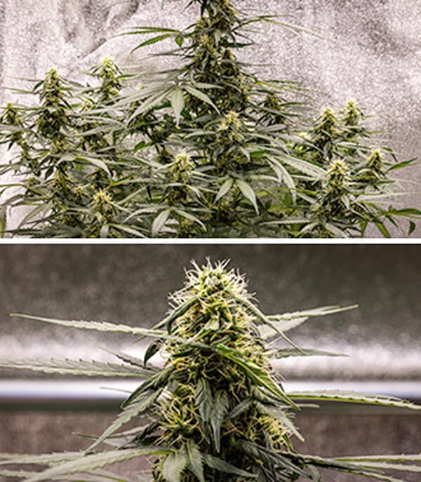 Guía de cultivo de Cherry Pie Automatic: Fase de floración Guía de cultivo de Cherry Pie Automatic: Fase de floración (semana 6)