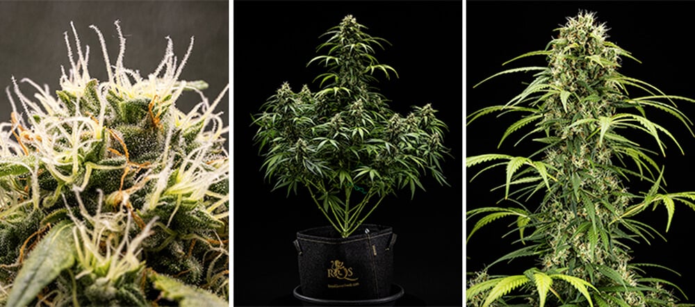 Guía de cultivo de Cherry Pie Automatic: Fase de floración Guía de cultivo de Cherry Pie Automatic: Fase de floración (semanas 7 y 8)