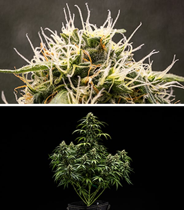 Guía de cultivo de Cherry Pie Automatic: Fase de floración Guía de cultivo de Cherry Pie Automatic: Fase de floración (semanas 7 y 8)