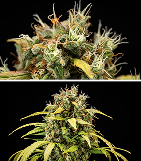 Guía de cultivo de Cherry Pie Automatic: Fase de floración Guía de cultivo de Cherry Pie Automatic: Fase de floración (semanas 9 y 10)