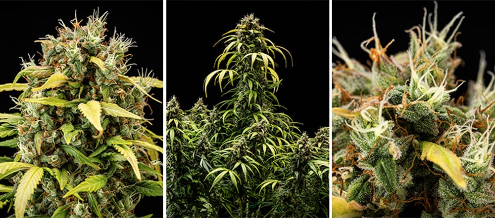 Guía de cultivo de Cherry Pie Automatic: Fase de floración Guía de cultivo de Cherry Pie Automatic: Fase de floración (semanas 9 y 10)