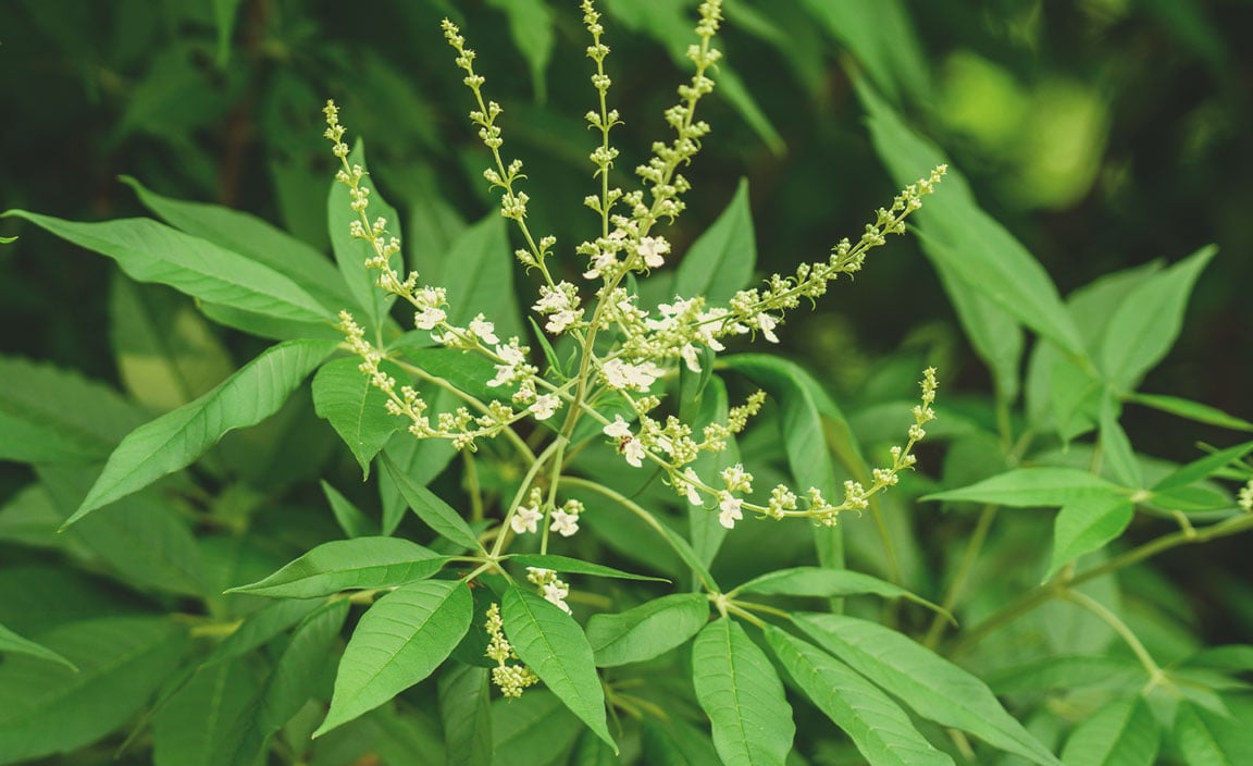 Sauzgatillo chino (Vitex negundo)