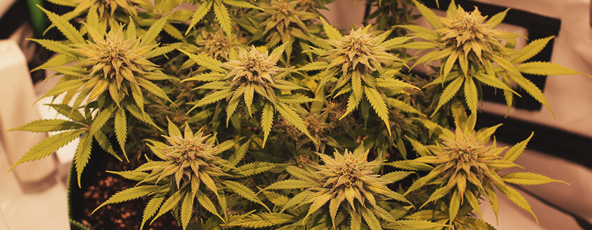 Chocolate Haze Chocolate Haze