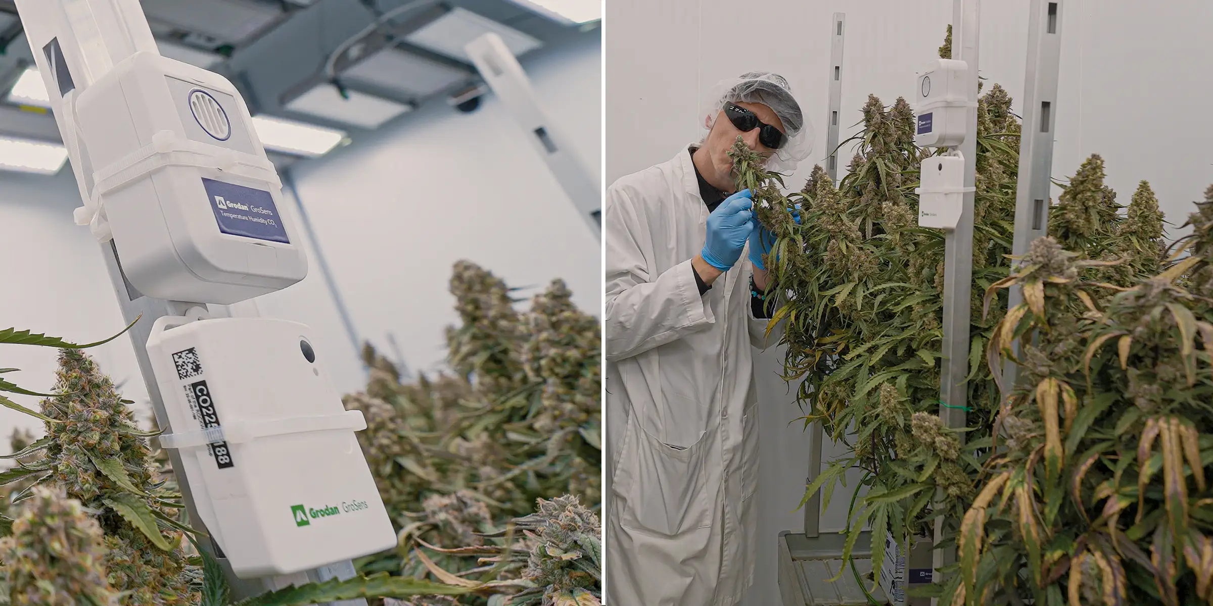 Plantas de cannabis en floración bajo iluminación interior controlada, mostrando colas densas y resinosas junto a sensores climáticos usados para monitorizar la temperatura, la humedad, el CO₂ y las condiciones de crop steering.