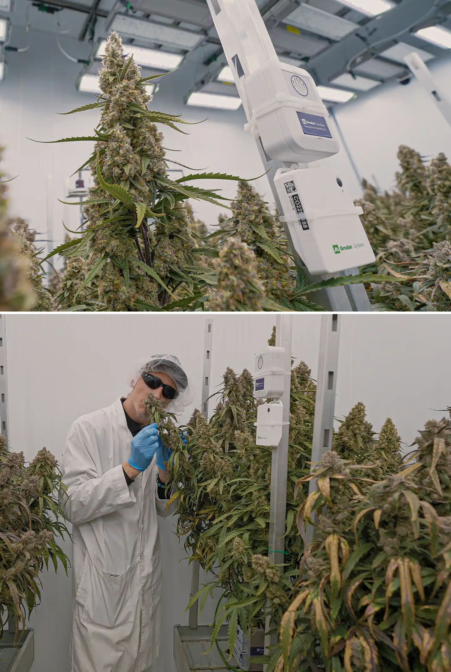 Plantas de cannabis en floración bajo iluminación interior controlada, mostrando colas densas y resinosas junto a sensores climáticos usados para monitorizar la temperatura, la humedad, el CO₂ y las condiciones de crop steering.