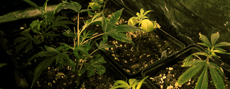 Clon Royal Queen Seeds