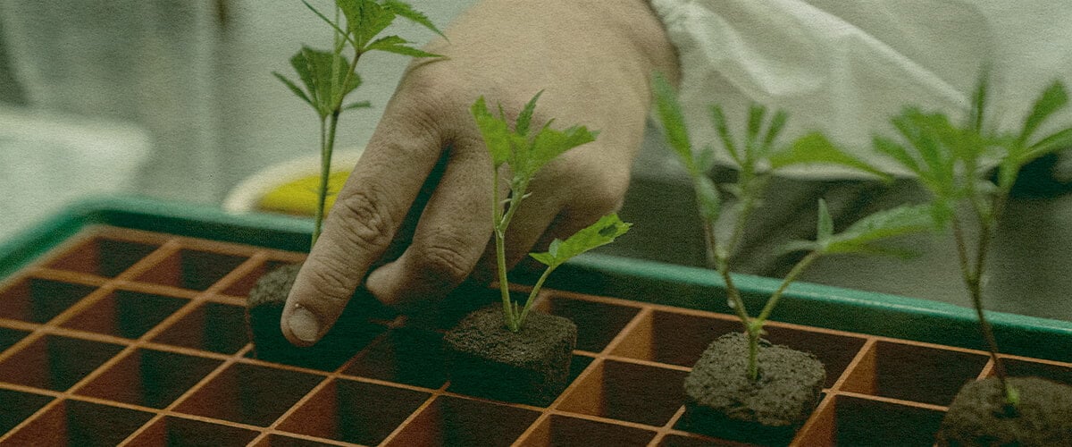 Clonaje de Cannabis Eficiente: Imagen de Bandeja Mano plantando clones de cannabis en una bandeja con cubos de tierra, mostrando la eficiencia del clonaje para el cultivo de cannabis en una bandeja verde, ideal para guías de cultivo.