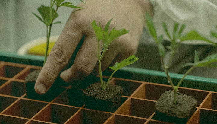 Clonaje de Cannabis Eficiente: Imagen de Bandeja Mano plantando clones de cannabis en una bandeja con cubos de tierra, mostrando la eficiencia del clonaje para el cultivo de cannabis en una bandeja verde, ideal para guías de cultivo.