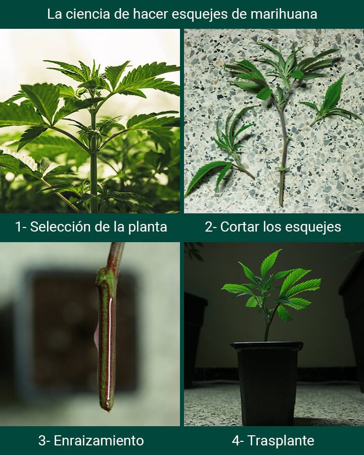 Autoflowering Cannabis Cloning Process