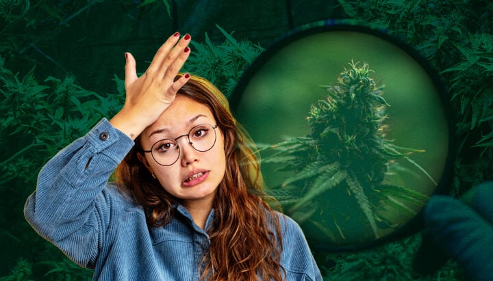 Errores y Soluciones de Carpa de Cultivo: Consejos para Principiantes en el Cultivo de Cannabis Exitoso Evita los errores comunes de principiantes con carpas de cultivo: Aprende a prevenir el riego excesivo, la mala ventilación, la iluminación débil, los problemas de pH, las plagas y el estrés por calor para un cultivo interior de cannabis exitoso.