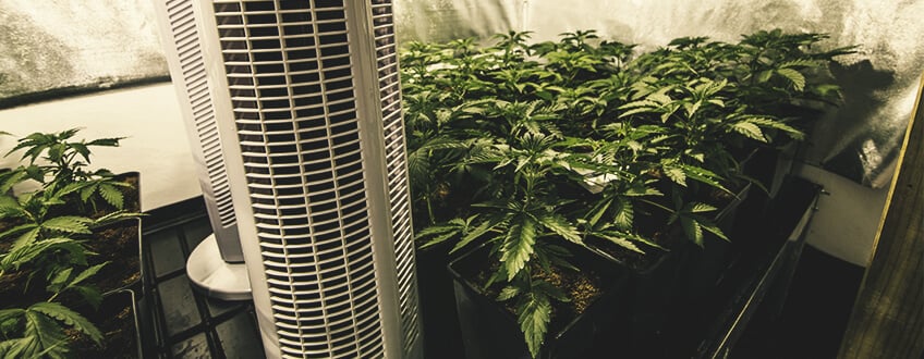 Control de la temperatura de las raíces del cannabis