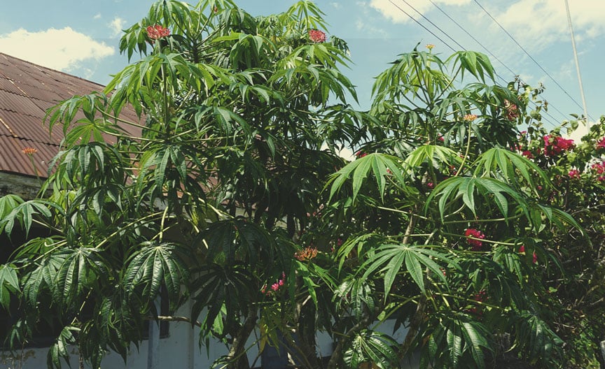 Planta de coral (Jatropha multifida)