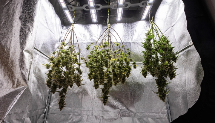 Plantas de cannabis Cosmos F1 secándose enteras en el armario de cultivo después de la cosecha, con ramas maduras y resinosas colgadas en la oscuridad antes del manicurado, el curado y los resultados finales de producción.