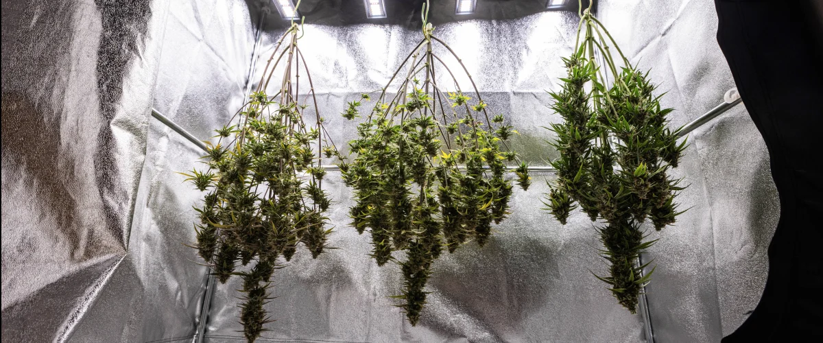 Plantas de cannabis Cosmos F1 secándose enteras en el armario de cultivo después de la cosecha, con ramas maduras y resinosas colgadas en la oscuridad antes del manicurado, el curado y los resultados finales de producción.