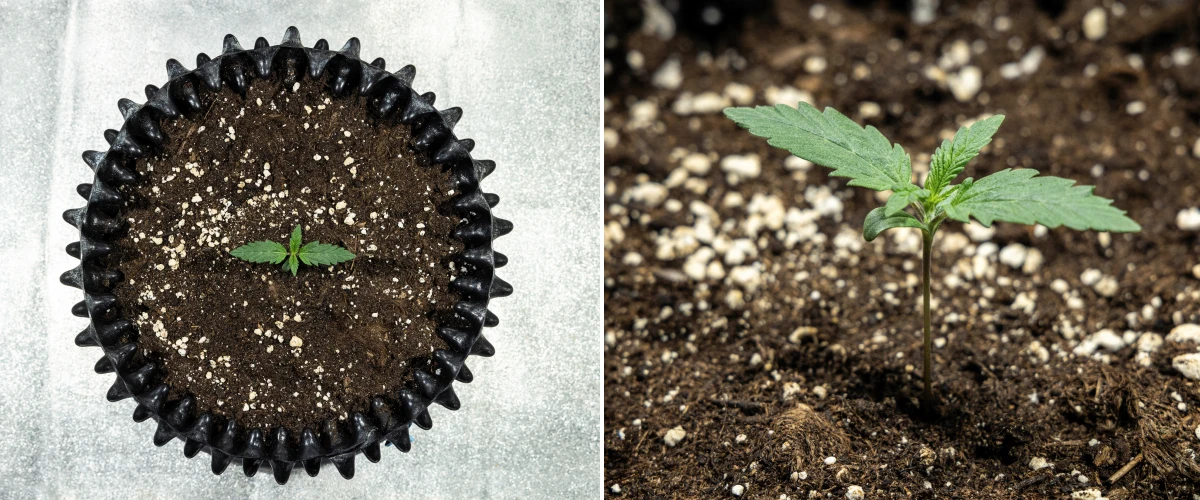 Plántula de cannabis Cosmos F1 durante la germinación, emergiendo de forma uniforme del suelo entre los días 1 y 5 de brotación.