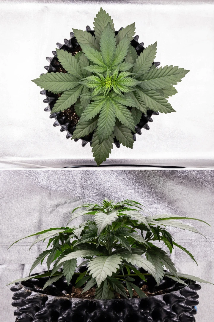 Planta de cannabis Cosmos F1 durante la semana 2 de vegetación, con crecimiento temprano frondoso, ramificación sana y hojas verdes anchas entre los días 12 y 19 de brotación.