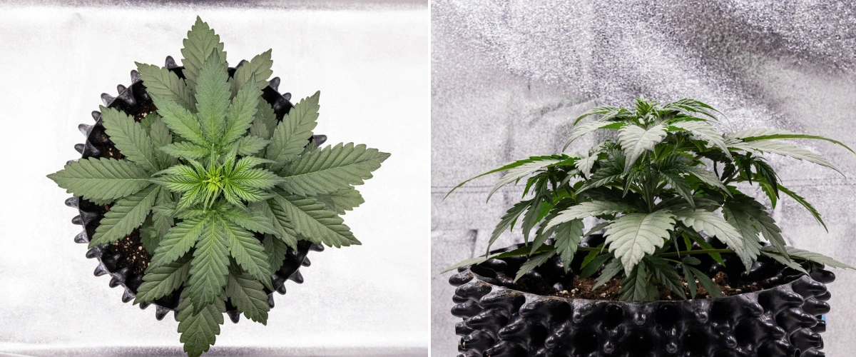 Planta de cannabis Cosmos F1 durante la semana 2 de vegetación, con crecimiento temprano frondoso, ramificación sana y hojas verdes anchas entre los días 12 y 19 de brotación.