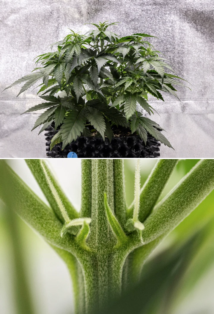 Planta de cannabis Cosmos F1 durante la semana 3, mostrando una ramificación de influencia sativa, follaje verde denso y los primeros pistilos blancos mientras empieza la floración entre los días 19 y 26 de brotación.