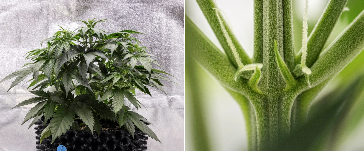Planta de cannabis Cosmos F1 durante la semana 3, mostrando una ramificación de influencia sativa, follaje verde denso y los primeros pistilos blancos mientras empieza la floración entre los días 19 y 26 de brotación.