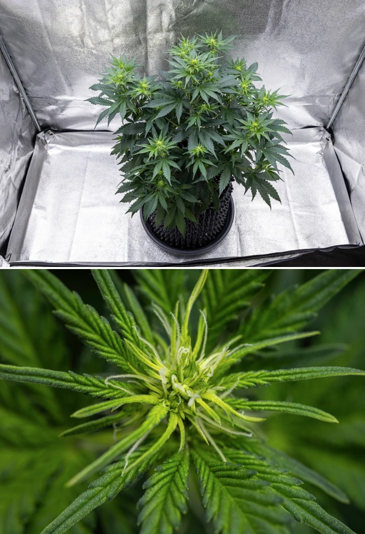 Planta de cannabis Cosmos F1 durante la semana 1 de floración, mostrando un fuerte crecimiento vertical, estructura de árbol de Navidad, hojas sanas de color verde oscuro y racimos florales en desarrollo entre los días 26 y 33 de brotación.