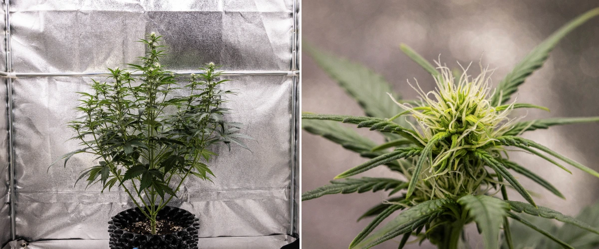 Planta de cannabis Cosmos F1 durante la semana 2 de floración, mostrando una formación temprana de cogollos, follaje verde sano, estructura vertical de ramas y pistilos blancos en desarrollo entre los días 33 y 40 de brotación.