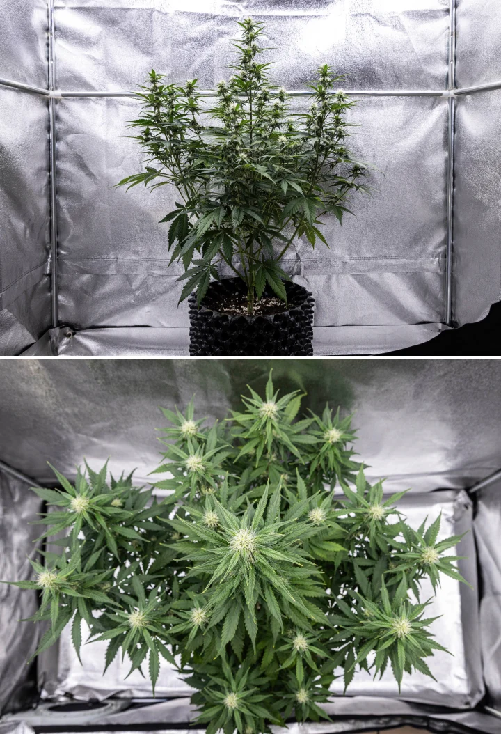 Planta de cannabis Cosmos F1 durante la semana 3 de floración, mostrando una cola central dominante, ramas laterales bien espaciadas, follaje sano de color verde oscuro y puntos florales en desarrollo entre los días 40 y 47 de brotación.