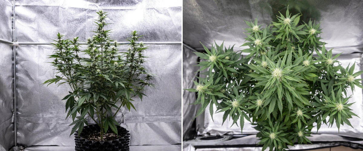 Planta de cannabis Cosmos F1 durante la semana 3 de floración, mostrando una cola central dominante, ramas laterales bien espaciadas, follaje sano de color verde oscuro y puntos florales en desarrollo entre los días 40 y 47 de brotación.