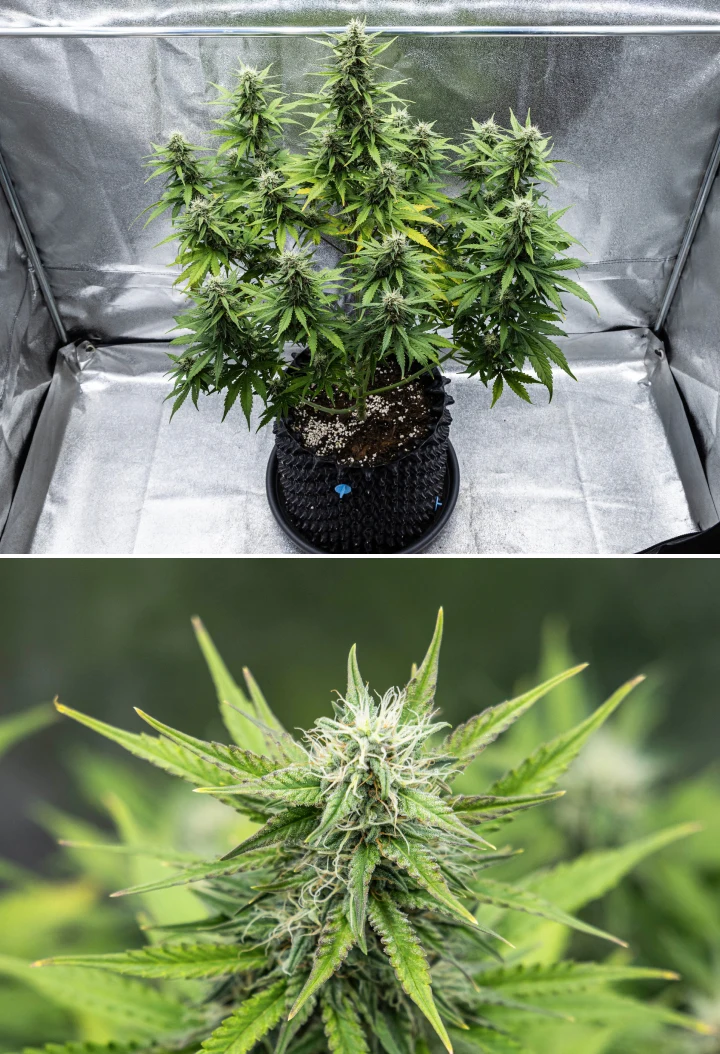 Planta de cannabis Cosmos F1 durante la semana 4 de floración, mostrando cogollos densos y resinosos, cálices pegajosos, colas en maduración y algo de amarilleamiento en las hojas inferiores entre los días 47 y 54 de brotación.