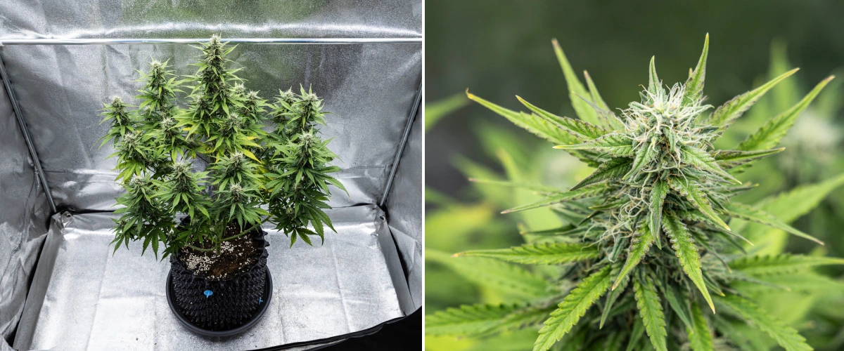 Planta de cannabis Cosmos F1 durante la semana 4 de floración, mostrando cogollos densos y resinosos, cálices pegajosos, colas en maduración y algo de amarilleamiento en las hojas inferiores entre los días 47 y 54 de brotación.
