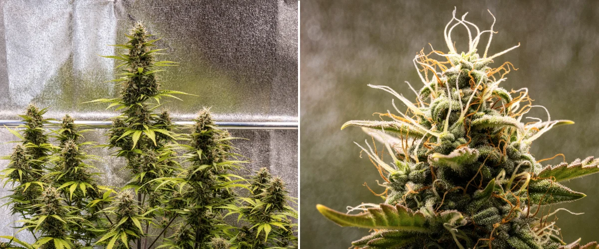 Planta de cannabis Cosmos F1 durante la semana 5 de floración, mostrando cogollos compactos cargados de tricomas, colas en maduración, pistilos ámbar y hojas amarillentas mientras se acerca la cosecha entre los días 54 y 61 de brotación.