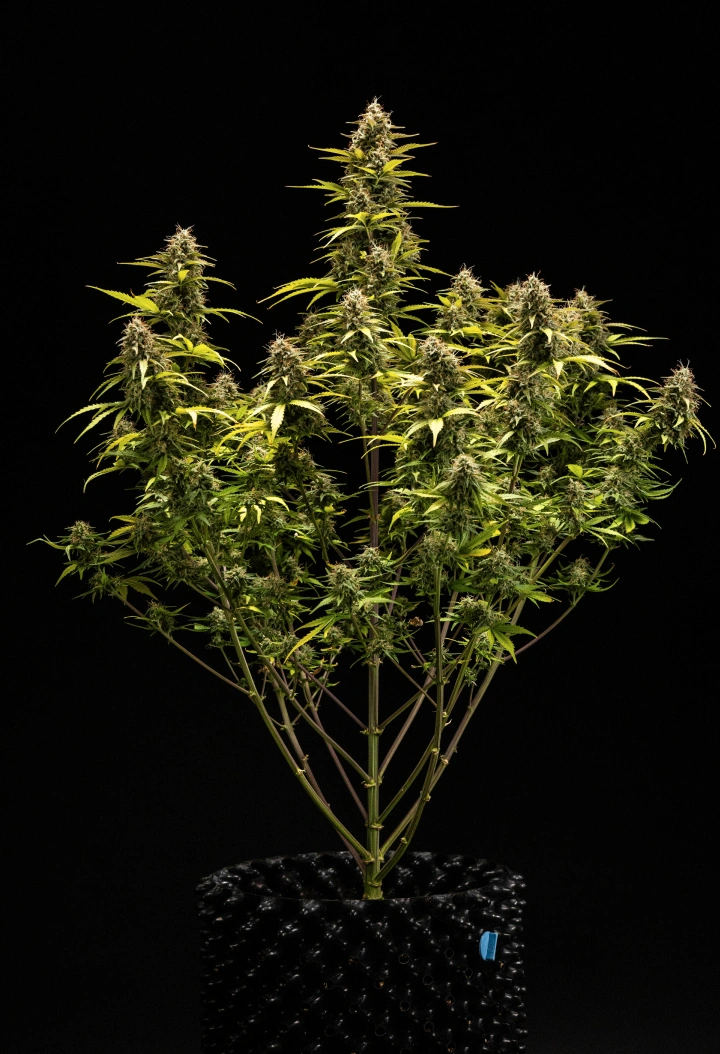 Planta de cannabis Cosmos F1 durante la semana 6 de floración y cosecha, mostrando colas maduras cubiertas de tricomas, cálices hinchados, hojas amarillentas y cogollos resinosos listos para cosechar el día 68 de brotación.