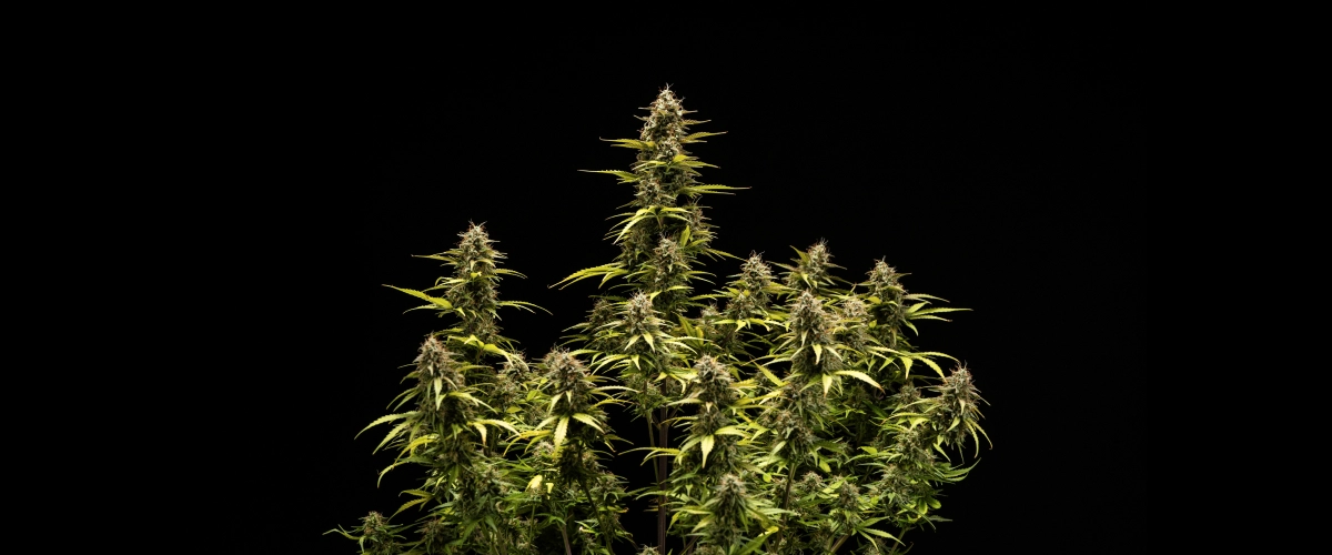 Planta de cannabis Cosmos F1 durante la semana 6 de floración y cosecha, mostrando colas maduras cubiertas de tricomas, cálices hinchados, hojas amarillentas y cogollos resinosos listos para cosechar el día 68 de brotación.